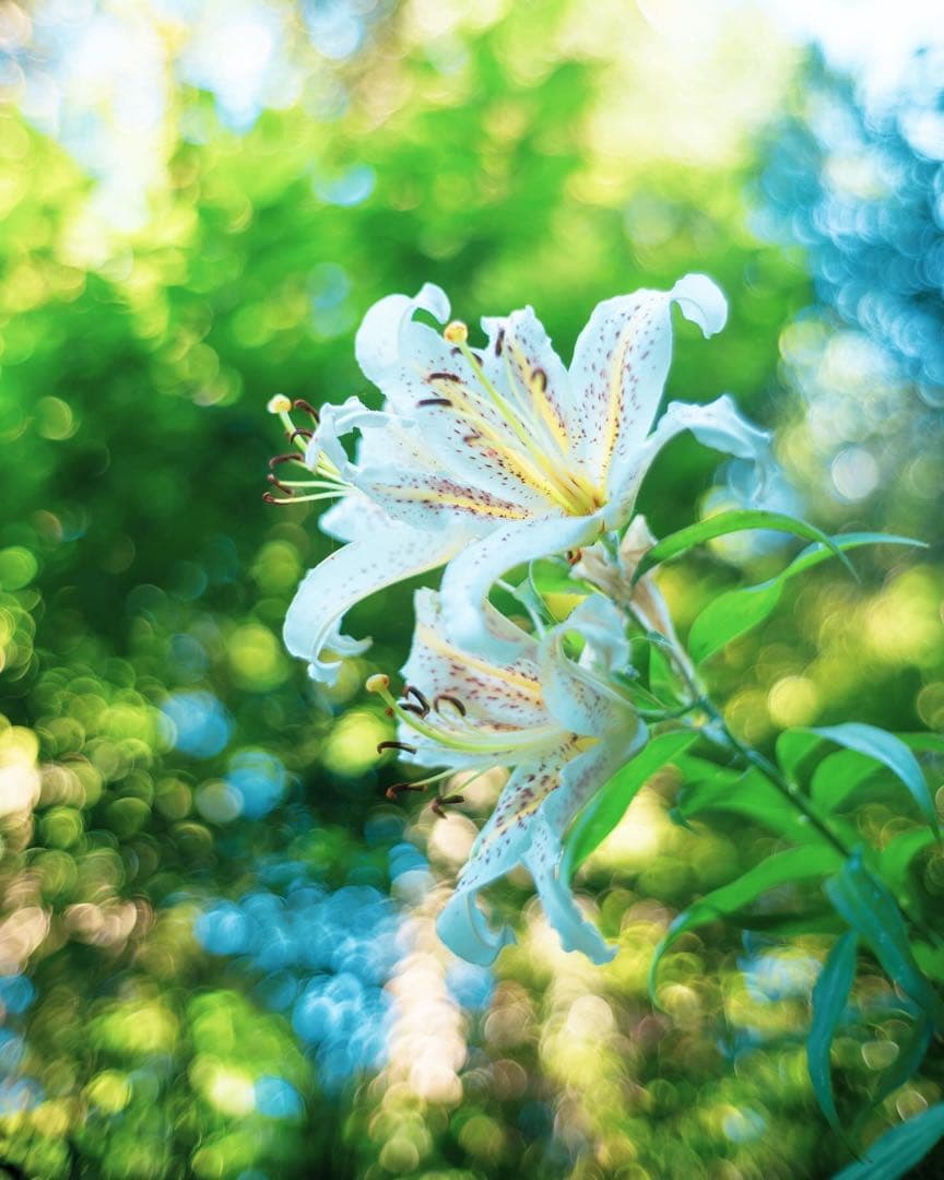 レンズ(単焦点) Leica SUMMILUX 35mm f1.4 2nd