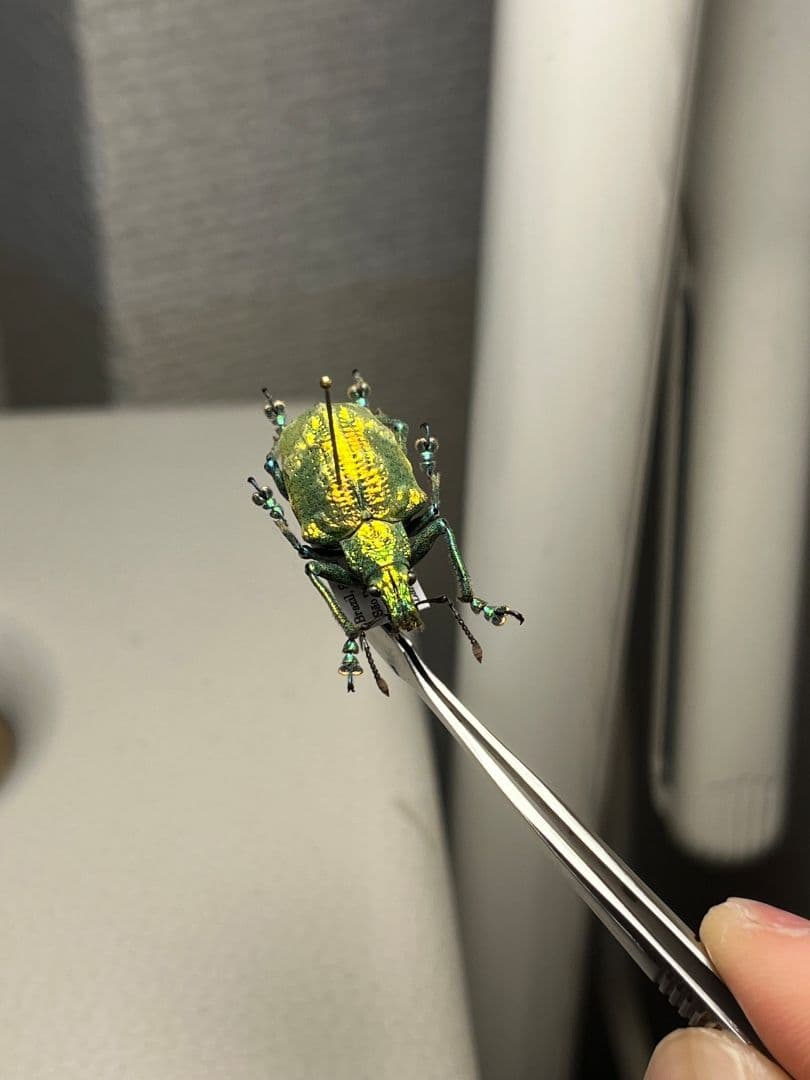 ホウセキゾウムシ ブラジル産 標本プラチナコガネ タマムシ ジンガサハムシ