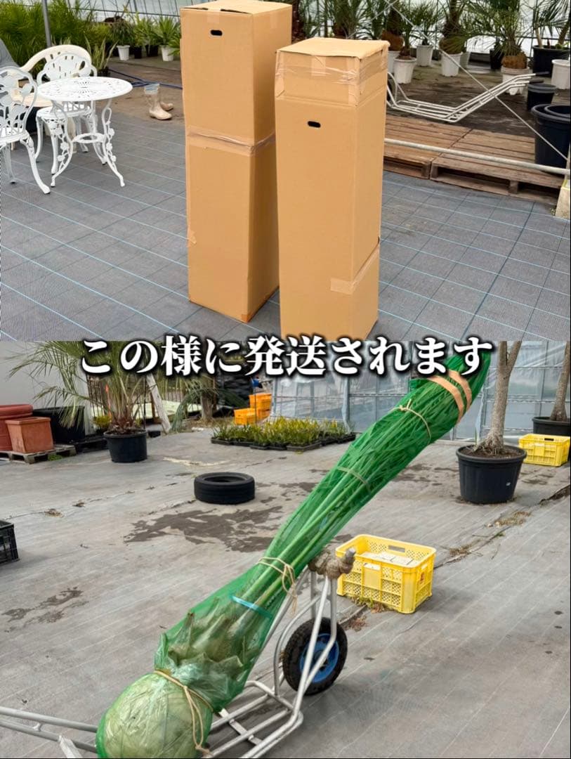 ココスヤシシルバーリーフ 【極太】葉先210cm 幹回り110cm 幹高50cm