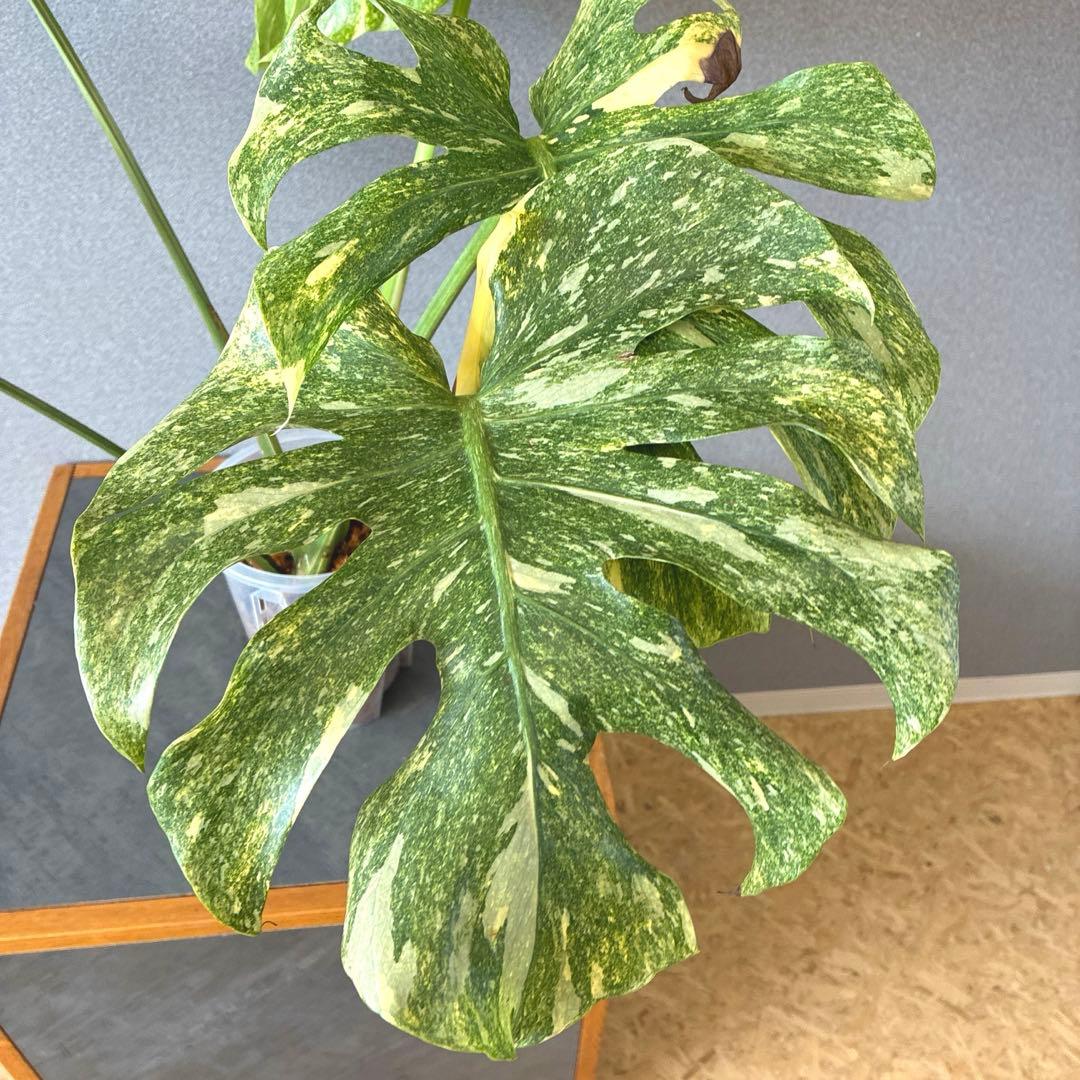 超絶希少❗️モンステラ　デリシオーサ　グリーンスノー✨