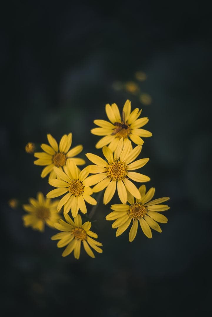 itaru kumona様ライカの癖玉！Leica Summar 50mm f2