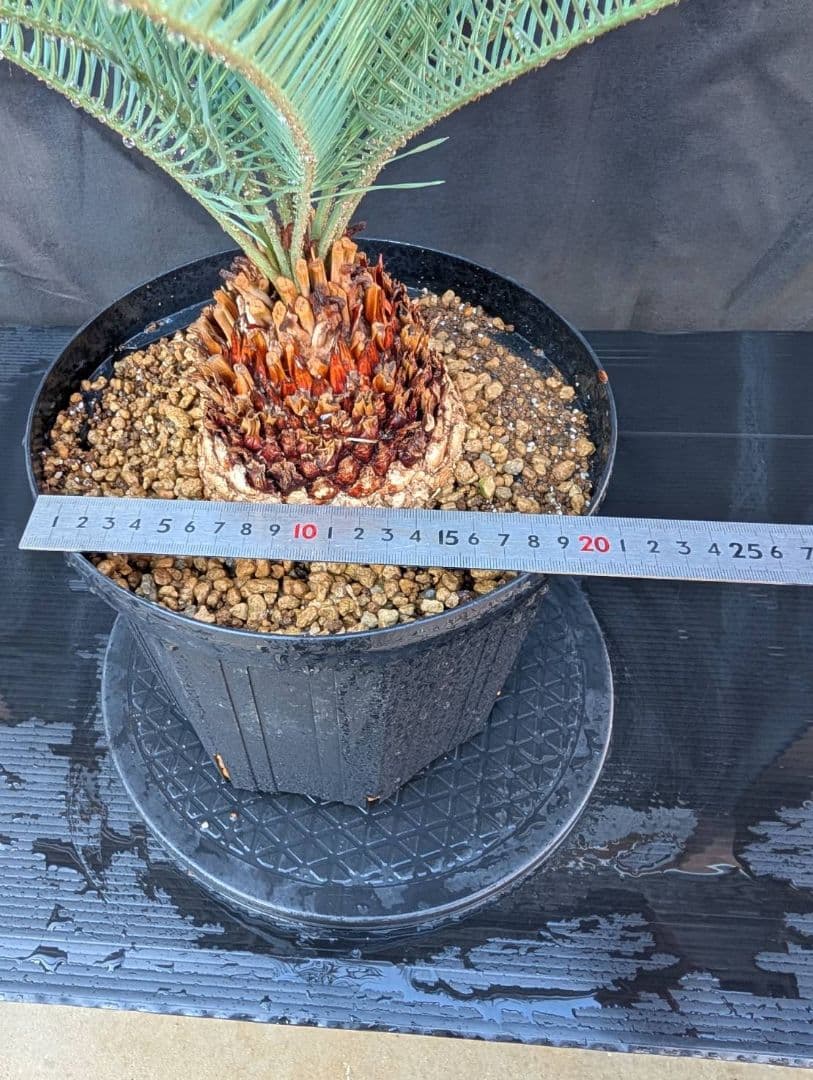 11/5まで販売 6 サイカス カイルンシアナ 赤肌 オーストラリア産 ドワーフ