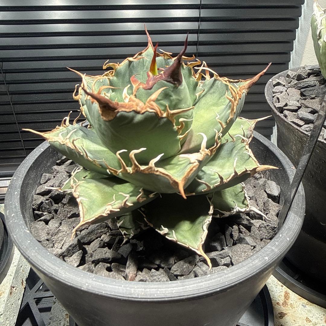 アガベ　シャークソウイ　shark soui 親株