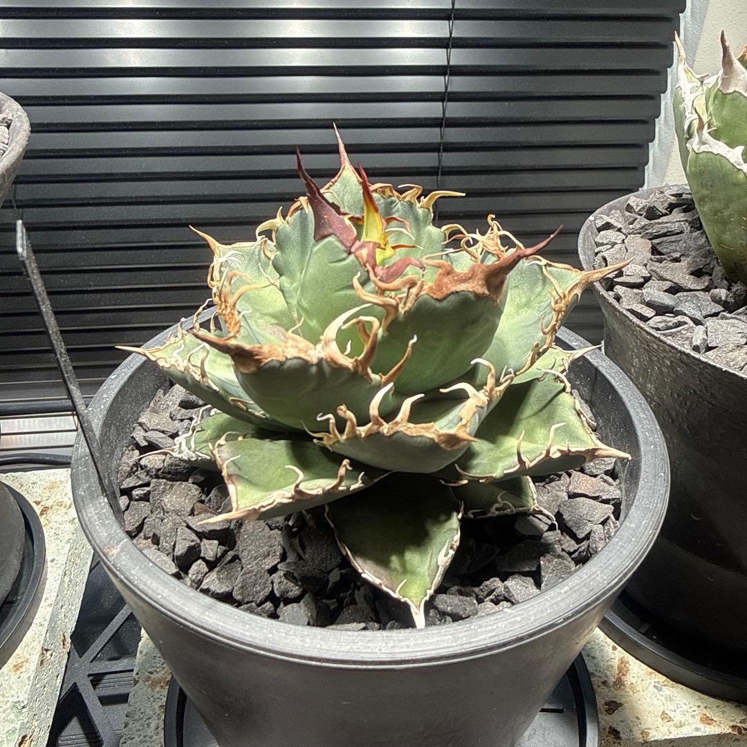 アガベ　シャークソウイ　shark soui 親株