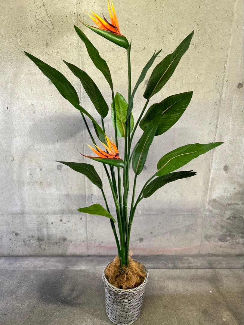 光触媒　人工観葉植物　オーガスタ　ストレッチア極楽鳥2輪付きabcg