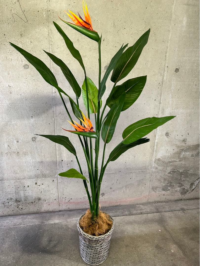 光触媒　人工観葉植物　オーガスタ　ストレッチア極楽鳥2輪付きabcg