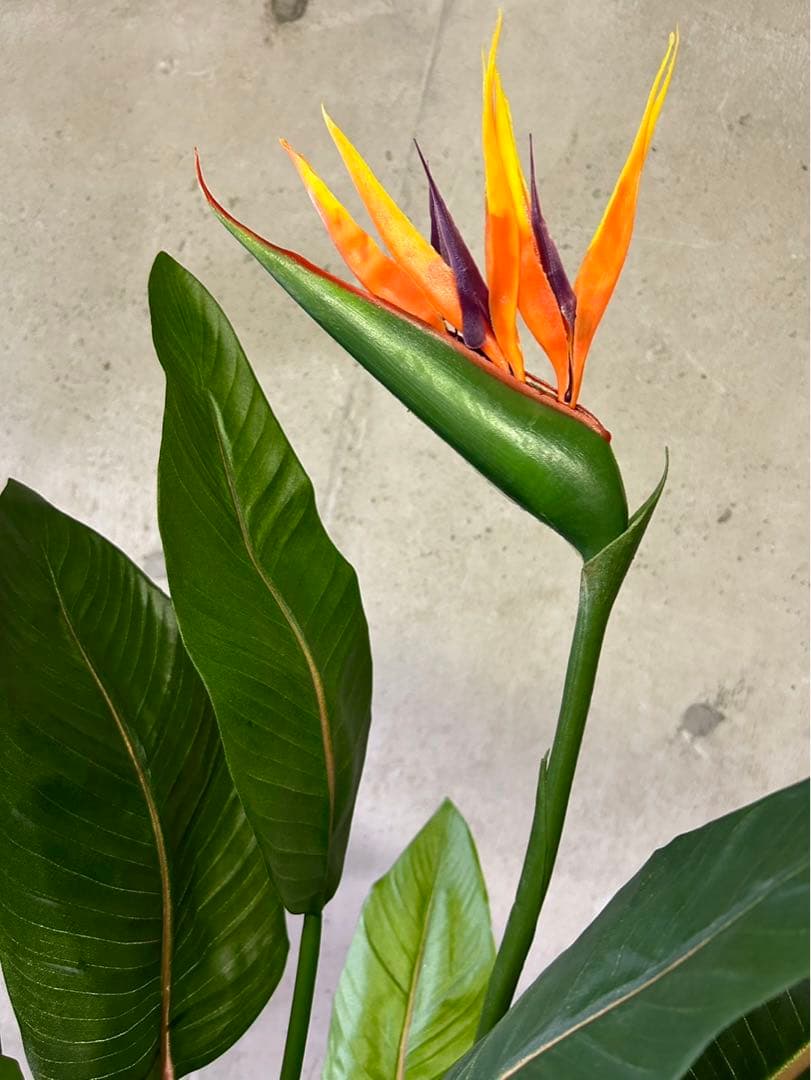 光触媒　人工観葉植物　オーガスタ　ストレッチア極楽鳥2輪付きabcg