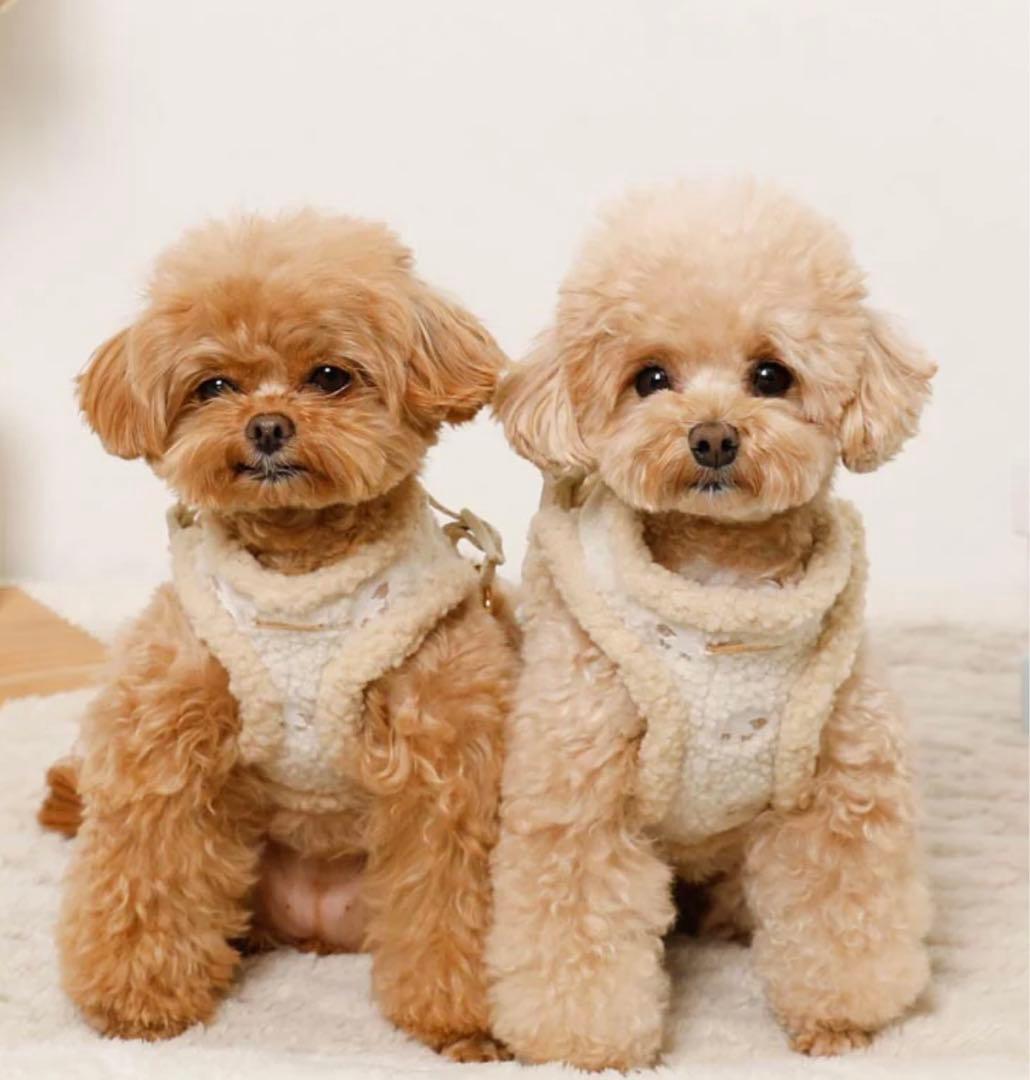 【新品未使用】moncheri ひつじさん柄ハーネス＋リードSET Sサイズ