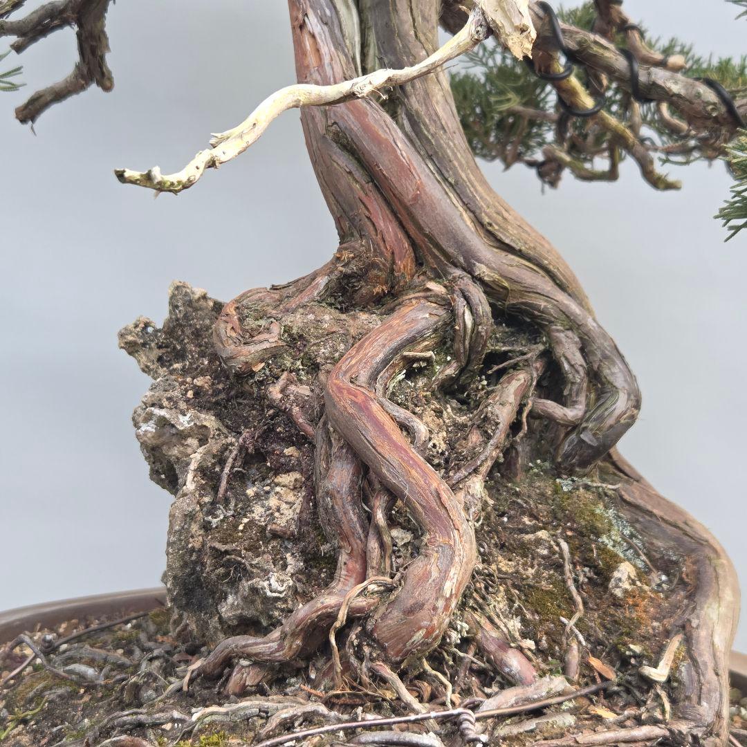 真柏　[石付き模様木]　大品盆栽