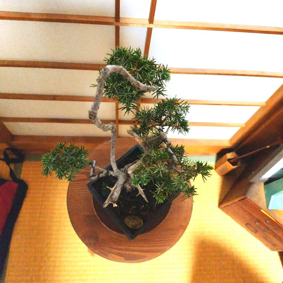 盆栽 杜松（ネズミサシ）Ｂ 変わり木　黒釉薬切立切足正方鉢