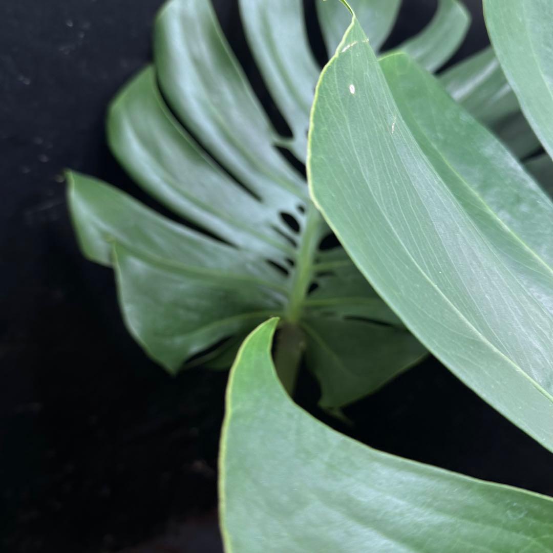 Remnモンステラデリシオーサマクロコズム超希少系統鉢植え102㎝