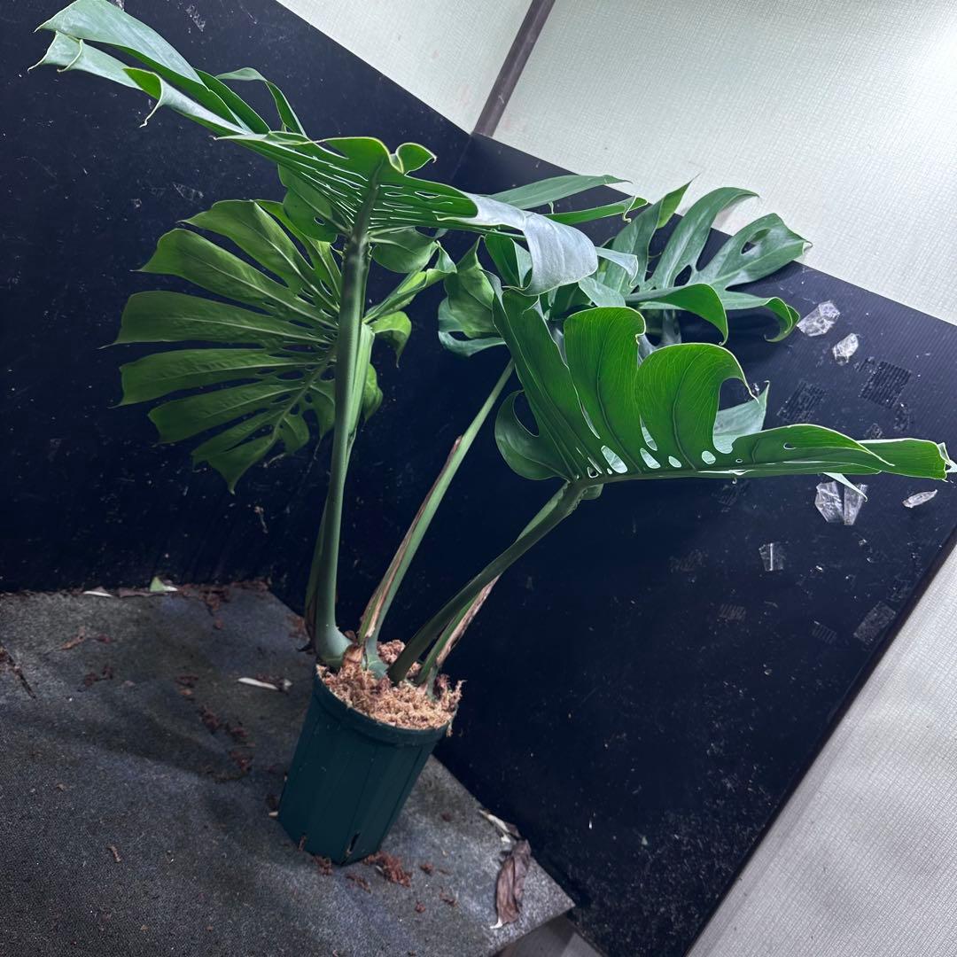 Remnモンステラデリシオーサマクロコズム超希少系統鉢植え102㎝