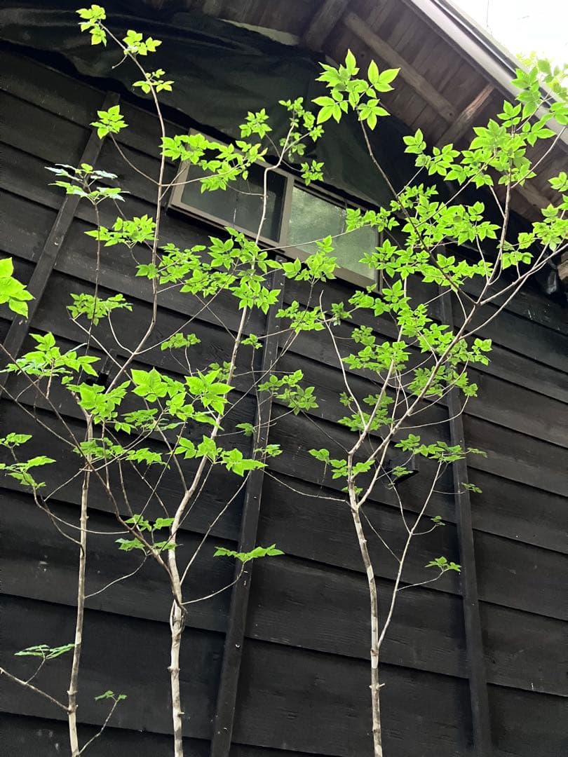 89 山採り　アオダモ