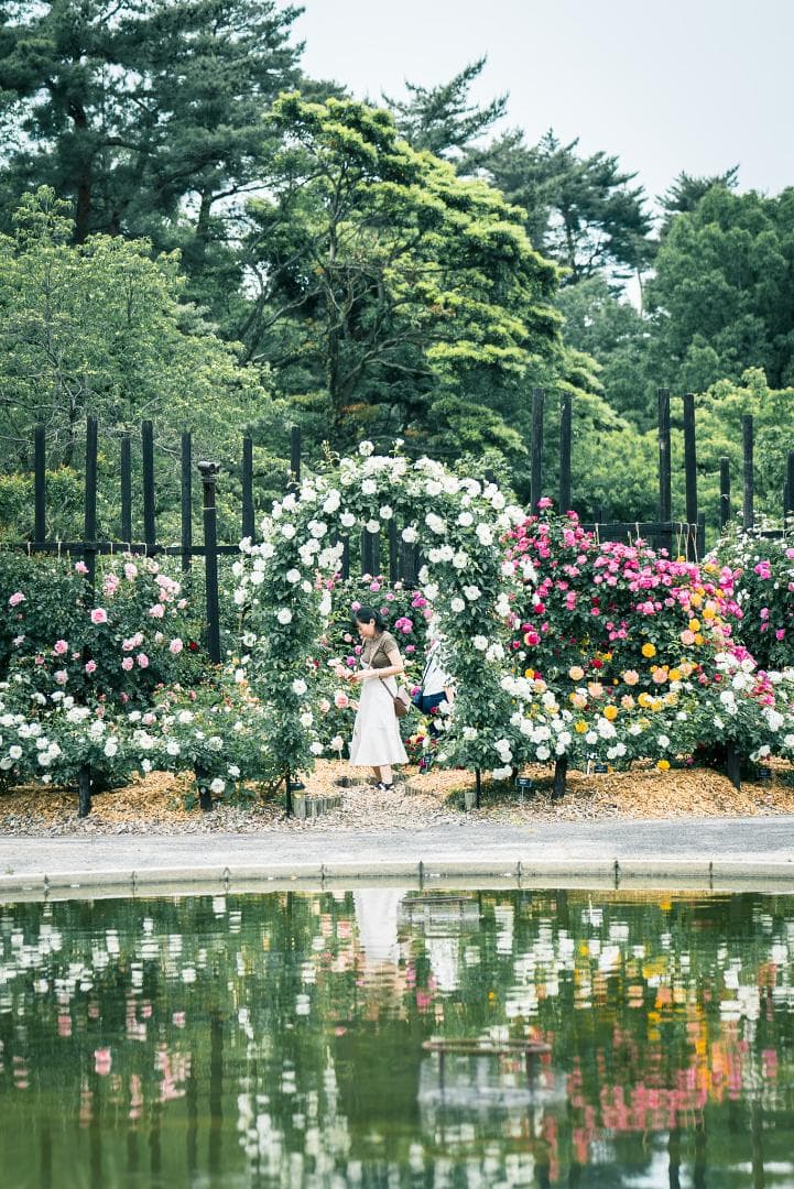 極上美品！魔法のボケ！SONY FE100mm GM STFボケ味特化レンズ