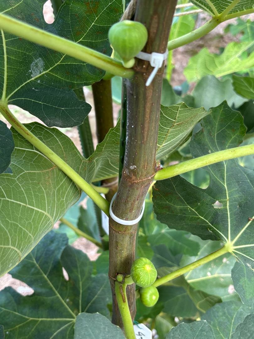 激ヤバ変態いらっしゃい　Campaniere Mutant　イチジク 穂木　　苗