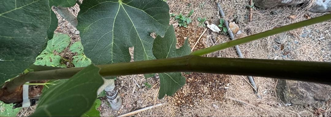 激ヤバ変態いらっしゃい　Campaniere Mutant　イチジク 穂木　　苗