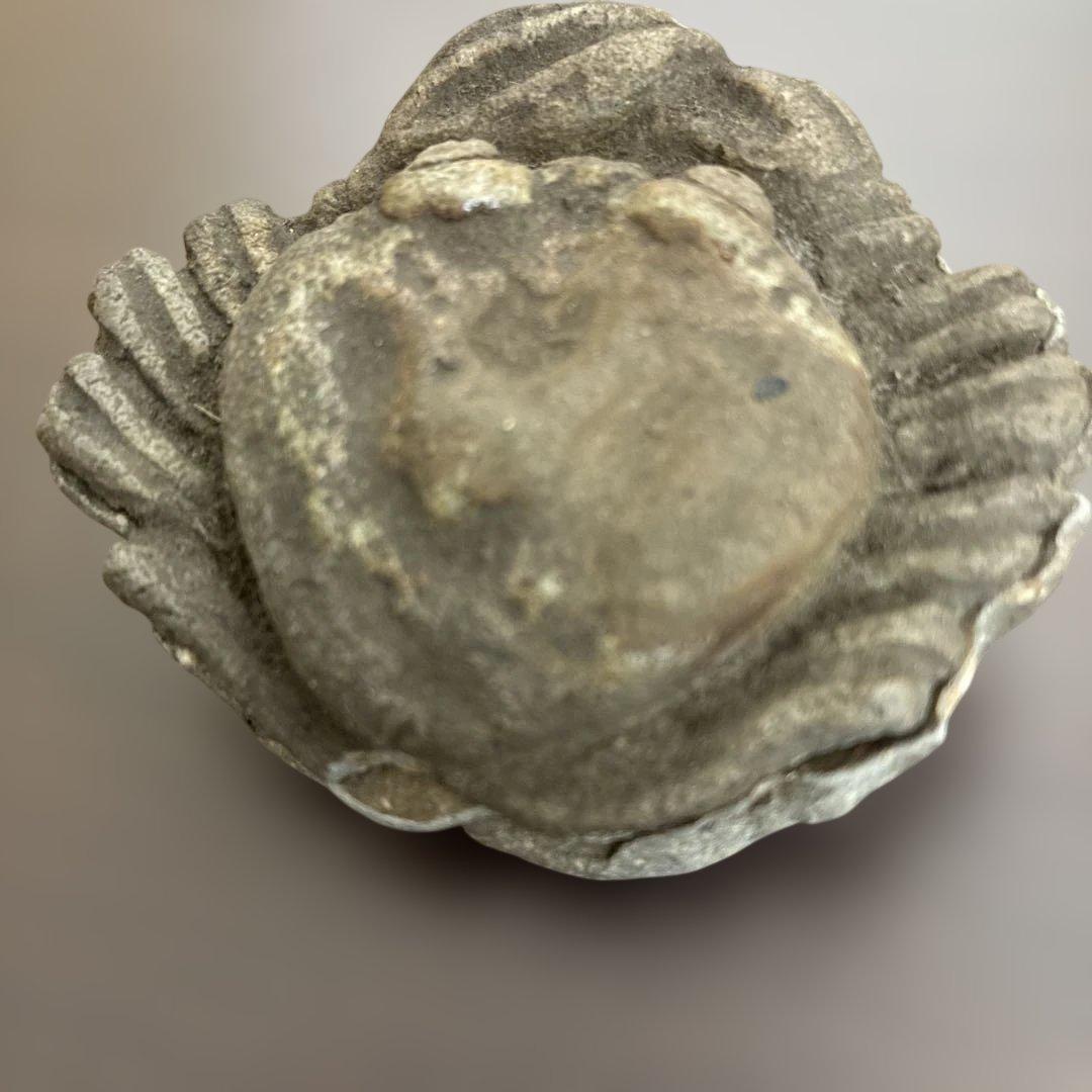 茶道具　香合　蟹　庄米