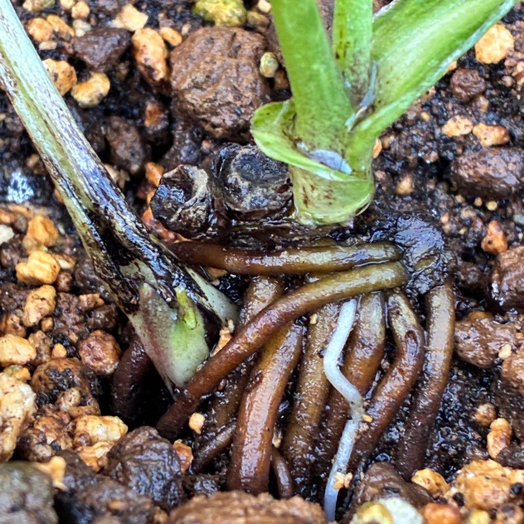 の*ん様 ☘️超レア☘️❤️開花株❤️根充実❤️新芽❤️953⭐️レア⭐️【ヘル