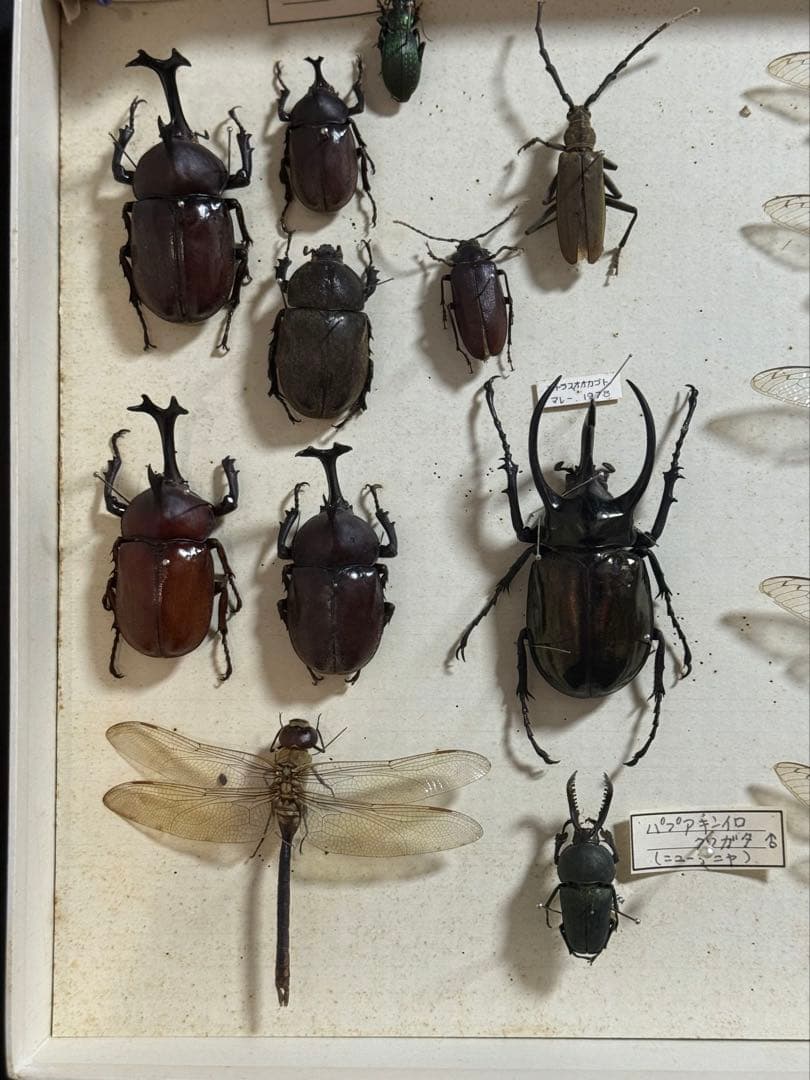 クワガタ　セミ　蜻蛉など23点　昆虫標本　ケース入　送料込み250927