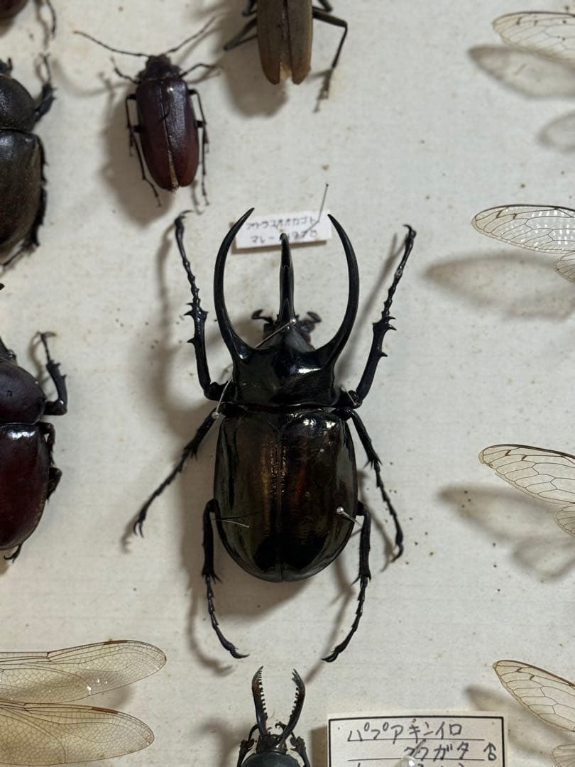 クワガタ　セミ　蜻蛉など23点　昆虫標本　ケース入　送料込み250927