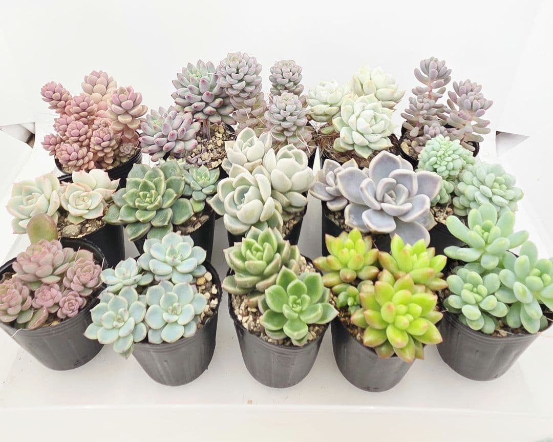 ②全15苗 つぶつぶ屋さん クラッカー❣️あられ❣️ピノチオ❣️発根済ネコポス込