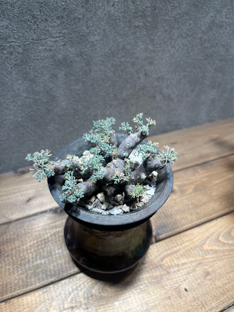 モンソニア　ムルチフィダ　サルコカウロン　ムルチフィズム　カタチ製作所　発根済