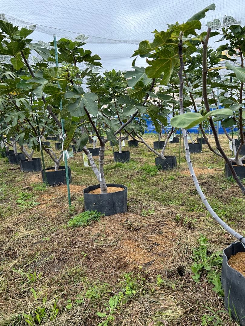 イチジク　穂木　NO6 ご注文お伺いします