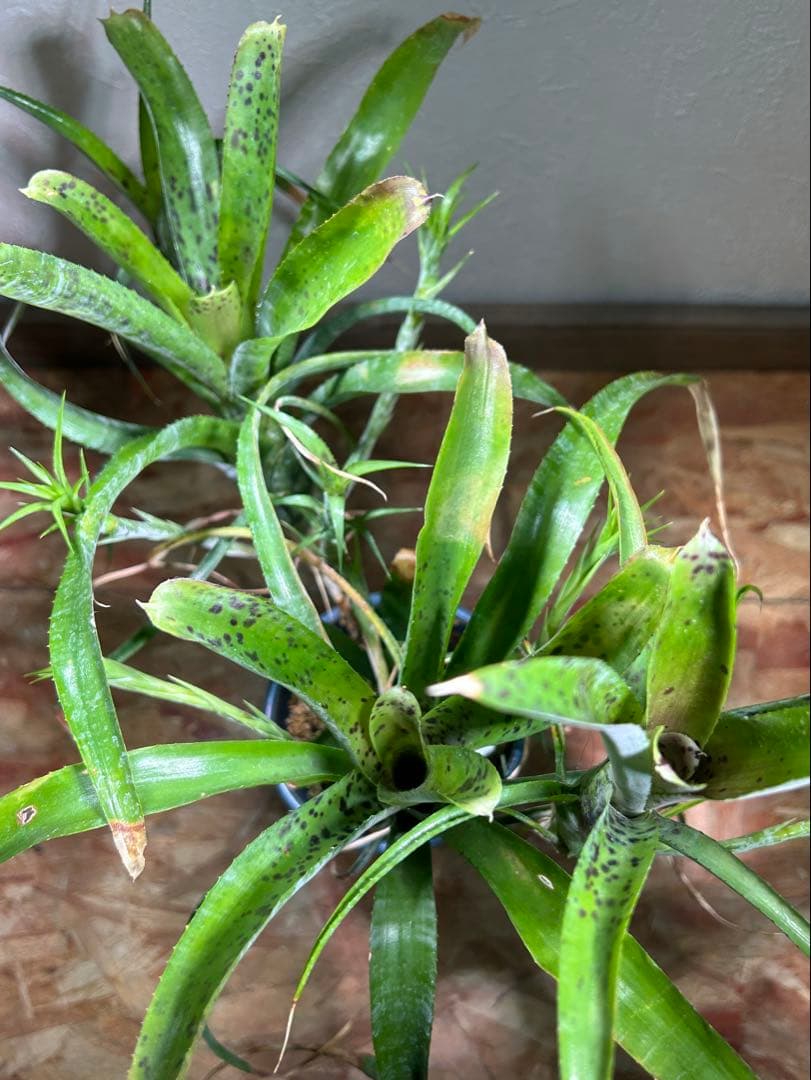 特大群生　ネオレゲリア　hyb 陶器鉢のまま発送　ブロメリア