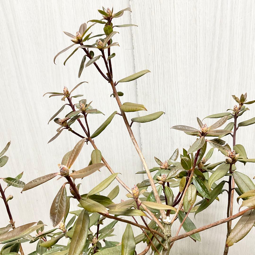 アンキャリーツツジ /99