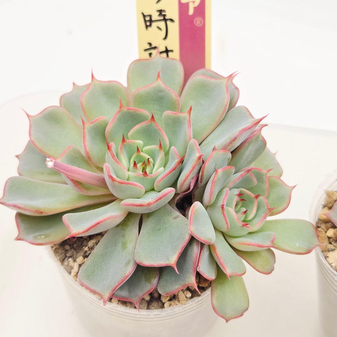 M*˚様 ⑲大きめ苗! そわそわ❣️青鬼❣️龍鱗蓮華❣️おらいさん発根済 6苗メ