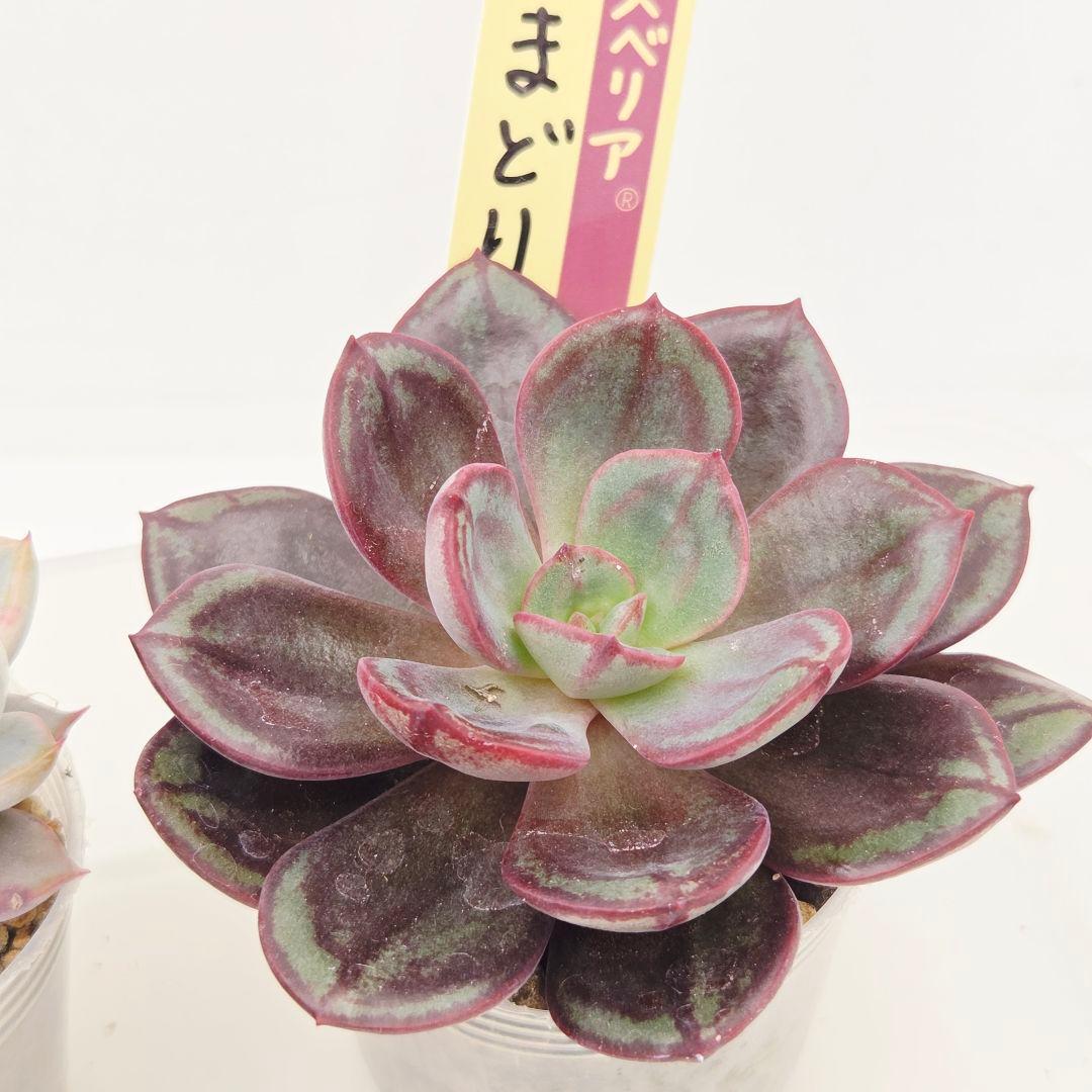 M*˚様 ⑲大きめ苗! そわそわ❣️青鬼❣️龍鱗蓮華❣️おらいさん発根済 6苗メ