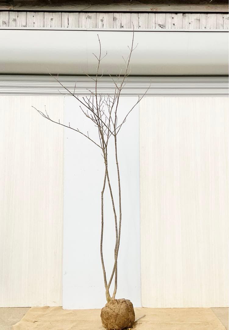 山採りアオダモ　株立　/872