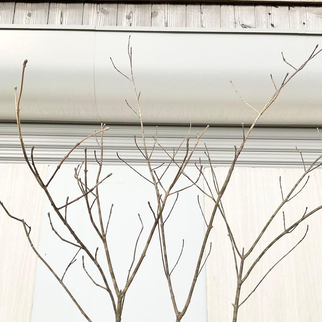 山採りアオダモ　株立　/872