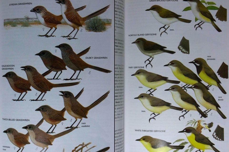 オーストラリア野鳥識別ガイドの海外書籍(英語)カラーのイラスト2500点