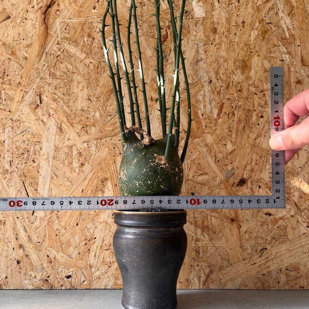 シ*ク様 現地球　アデニア　プセウドグロボーサ　Adenia pseudoglo