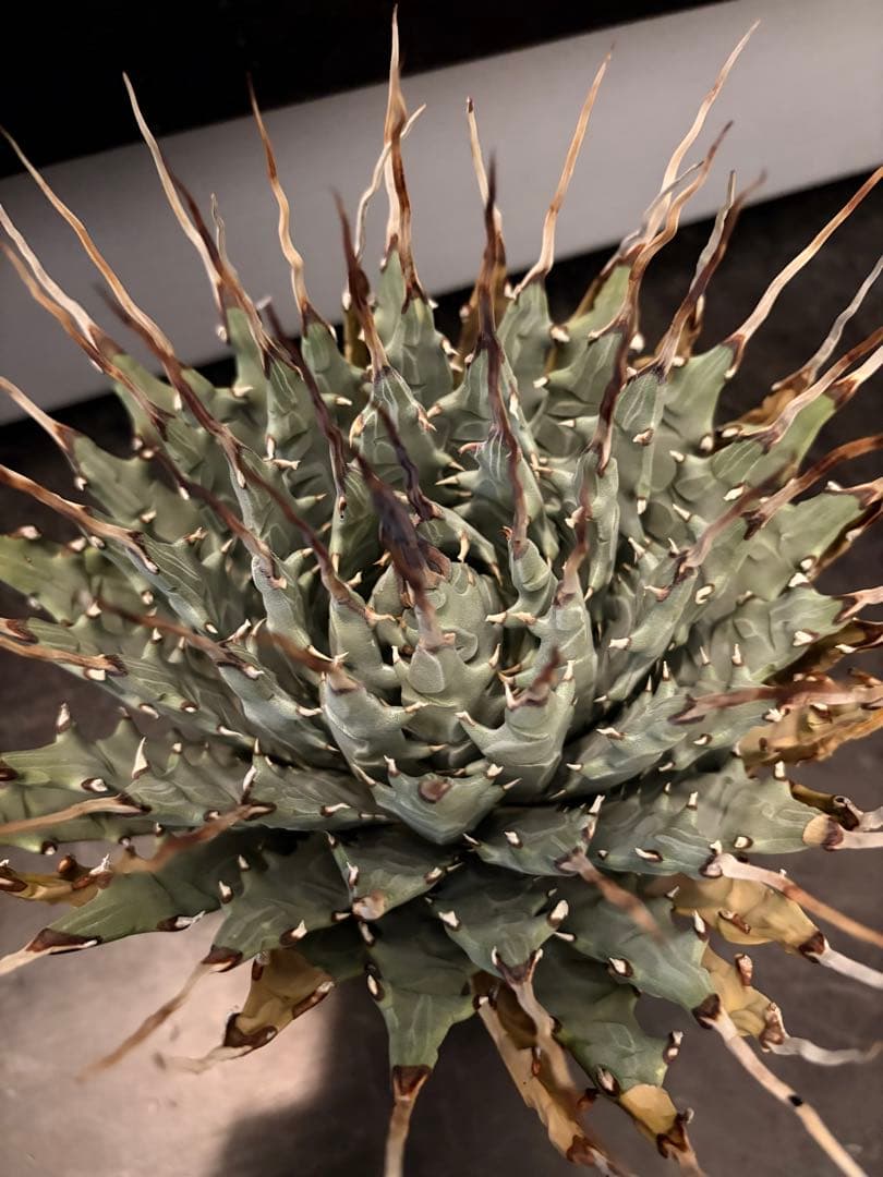 耐寒性アガベ エボリスピナ陽炎　子付き大株◇サボテン　ドライガーデン　チタノタ