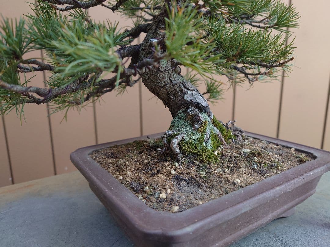 盆栽　五葉松　樹高28cm