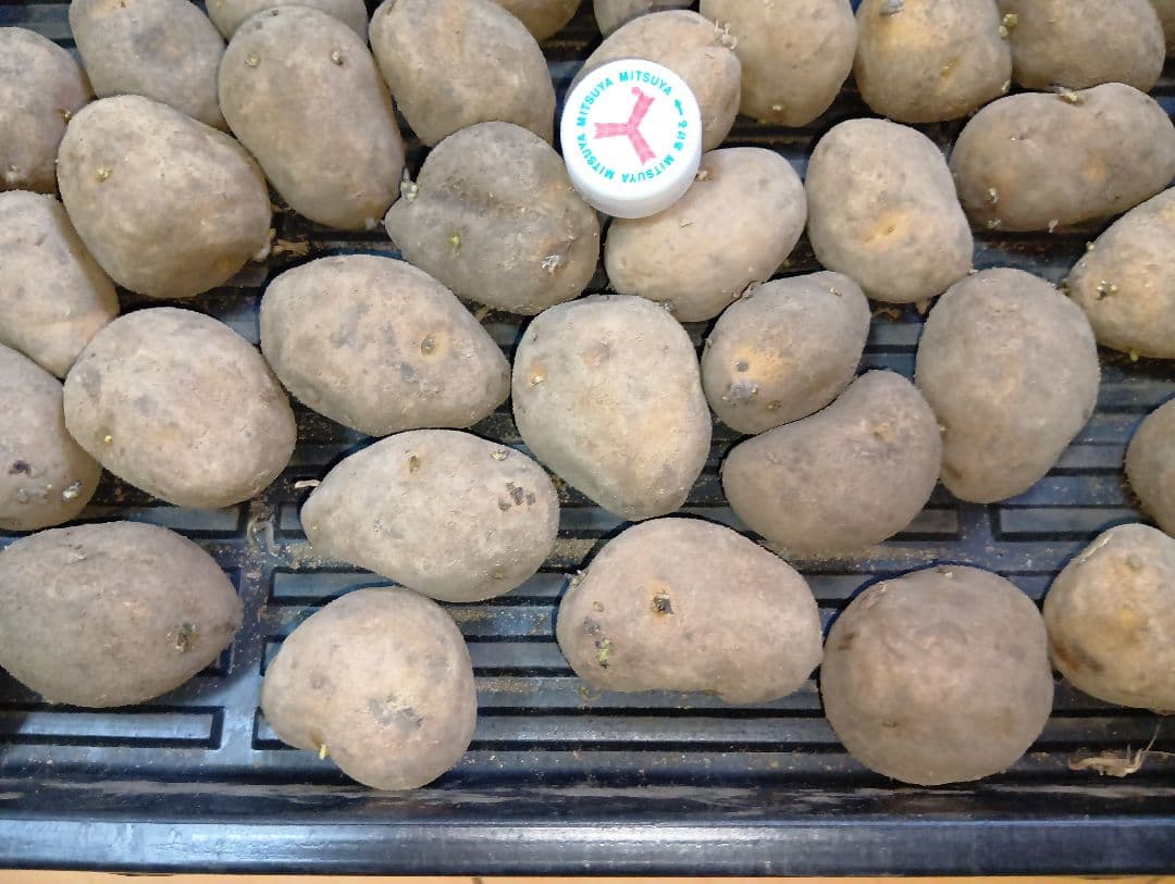 6kg m33 インカのめざめ 種芋