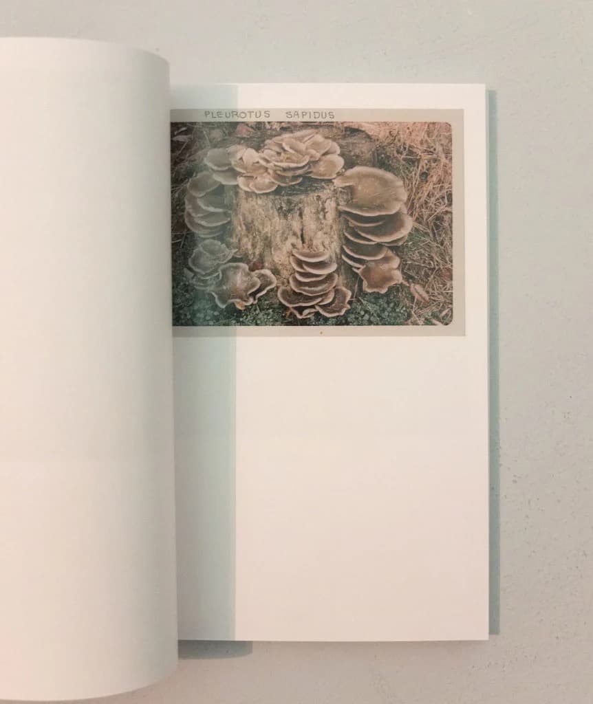 The Mushroom Collector ジェイソン・フルフォード 写真集