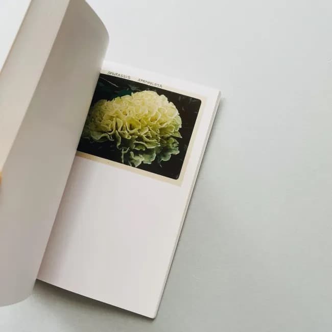 The Mushroom Collector ジェイソン・フルフォード 写真集