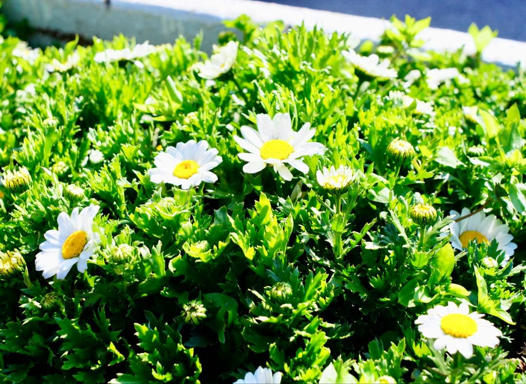 レンズ(単焦点) Carl Zeiss Jena DDR Flektogon 2.4/35mm