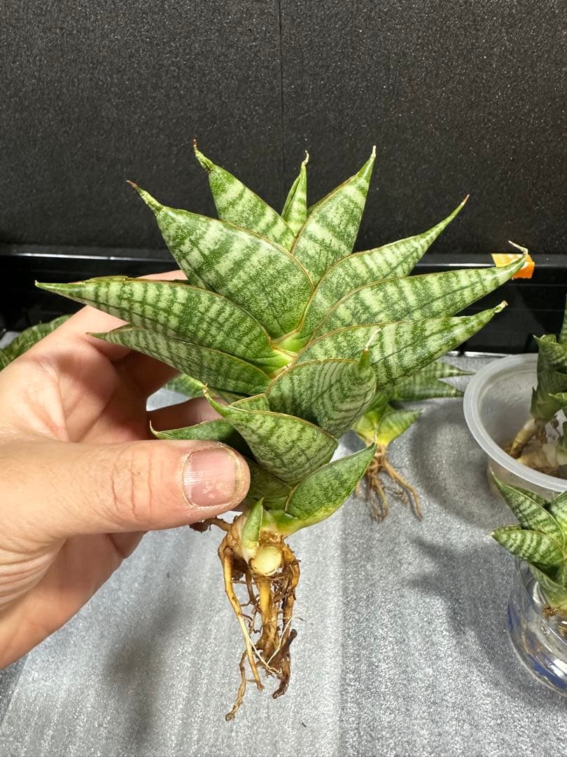 shooting-star様　注文品