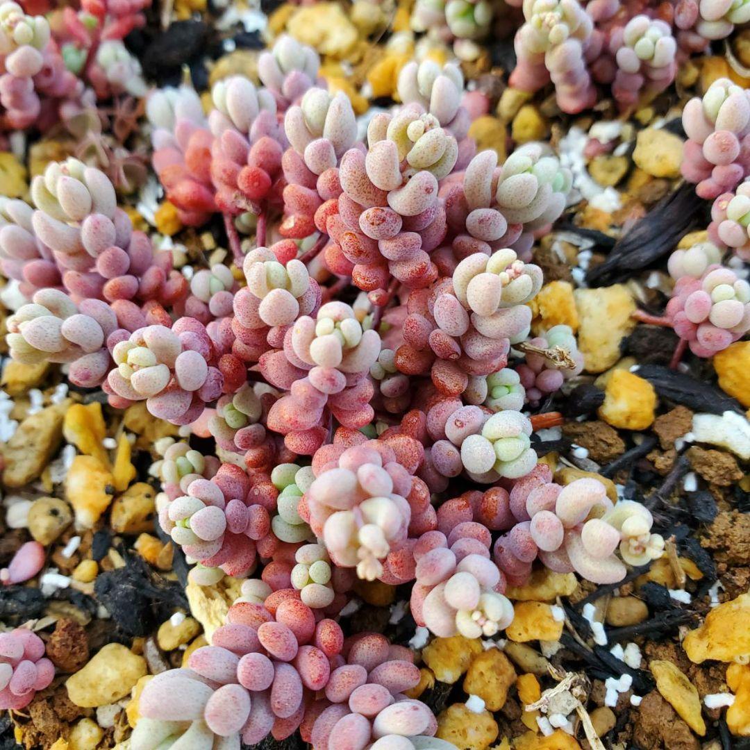 おまとめ検討中多肉植物寄せ植えセット☆たくさん詰め合わせ☆抜き苗&カット苗♪①