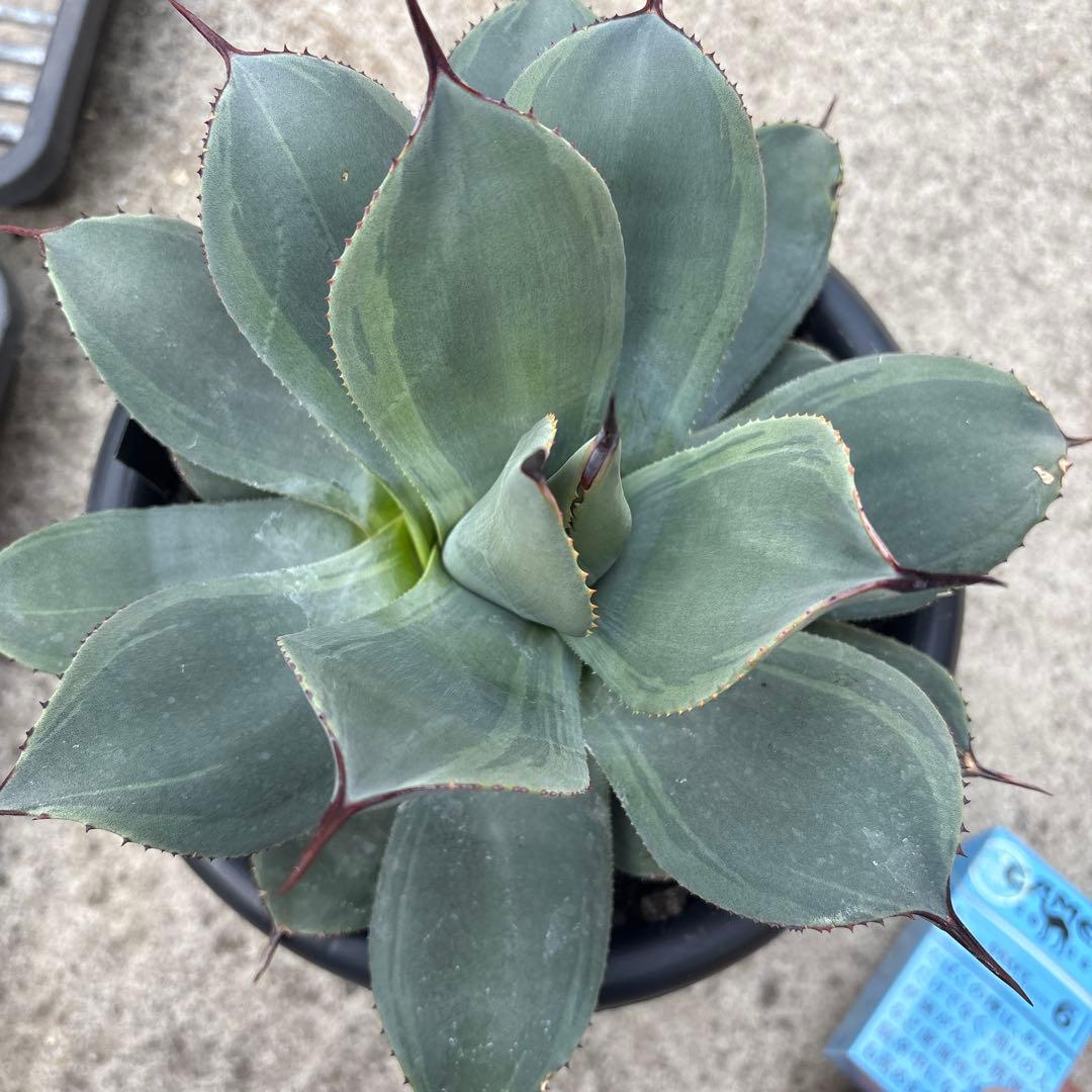 パリー　JCシャドー