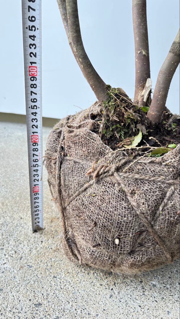 美しい樹形が魅力的 山採り ハイノキ 株立 634 樹高1.7m位 高級樹