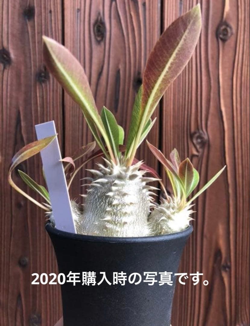 パキポディウム 恵比寿大黒　多頭