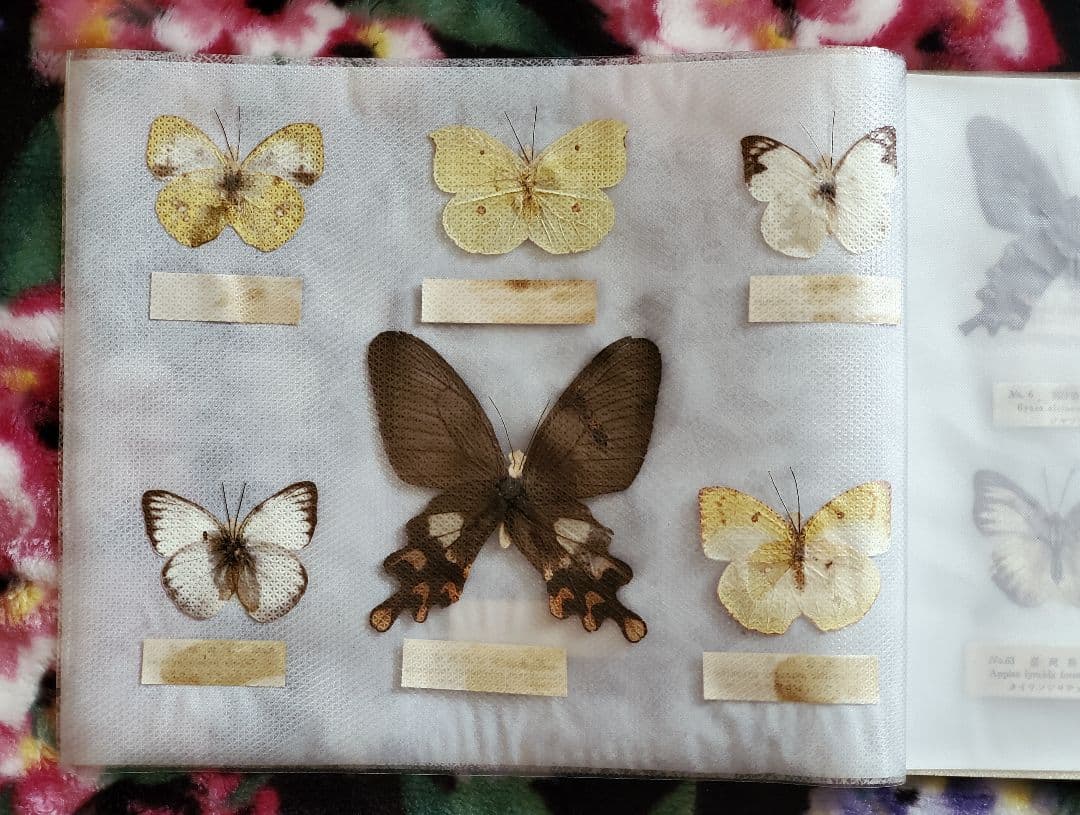 【1960年代当時物】☆蝶類標本☆『台湾産蝴蝶1/2』☆本物の蝶を100頭収録☆
