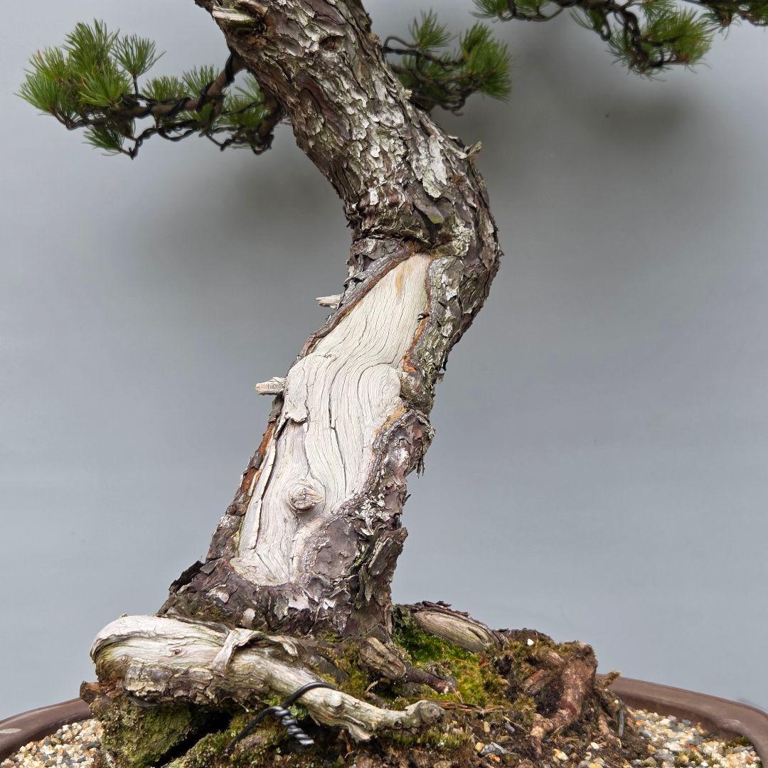 五葉松　[舎利幹斜幹木]　大品盆栽