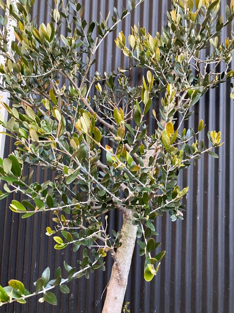 古木　オリーブの木　ルッカ