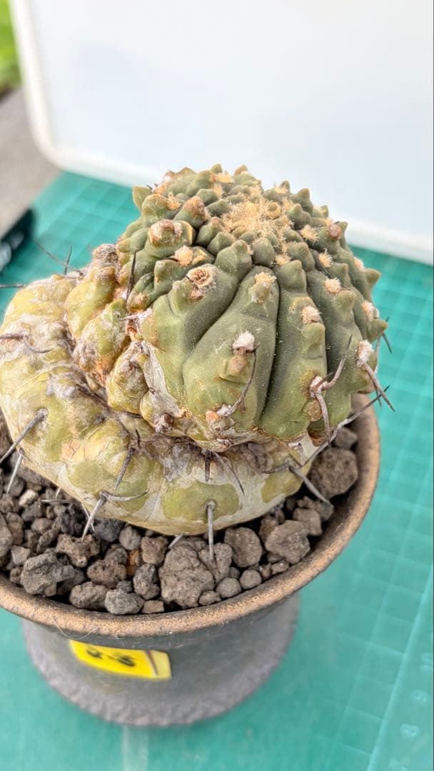 Youtubeショート商品登場　05 ギムノカリキウム　陶器鉢付　小品盆栽